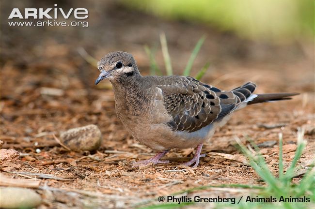 Juvenile-mourning-dove