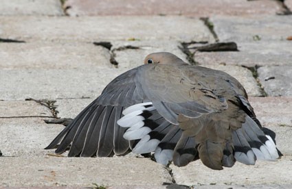 mourning_dove_4