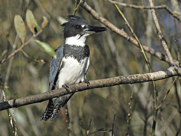belted-kingfisher-male-and-female-wallpaper-3