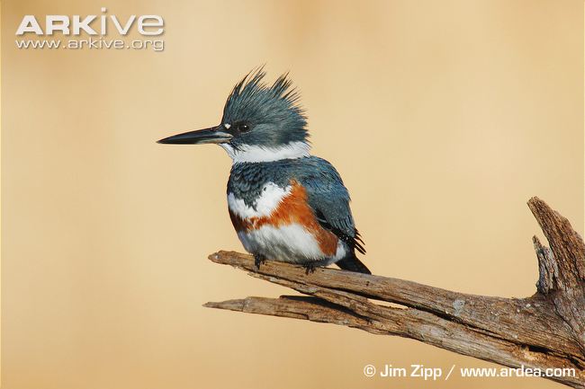 Female-belted-kingfisher-portrait
